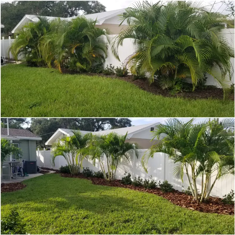 Areca palms before and after trimming