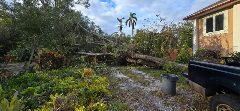 Fallen oak across a yard before removal